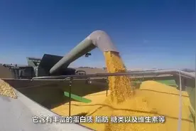 40岁大叔发明小型玉米收割机，一天能收割20亩玉米，3500元造一台视频封面