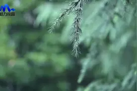 「特别节目」南京师范大学江宁分校清水亭学校——教学开放日视频封面