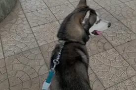 哈士奇不再是单身狗有了女朋友