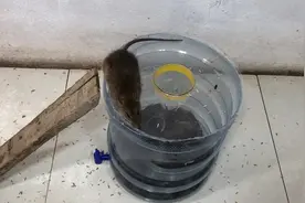 小伙子用矿泉水瓶做的老鼠陷阱，简单实用一个老鼠也跑不了