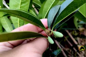 桂花果的用途厉害了，对风湿关节痛有帮助？值得收藏视频封面