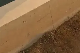 别买市场欢实的虾，药水泡的，喂药的哈！懂虾的都买汪子的