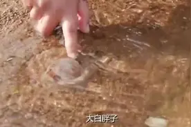 美女赶海运气爆棚，沙滩上都是大猫眼螺和八爪鱼视频封面
