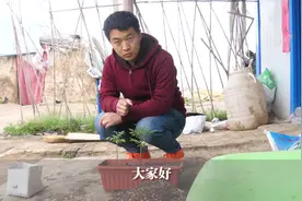 种植蔬菜，阳台种植，营养土究竟咋用好？原来还有这么多用法视频封面