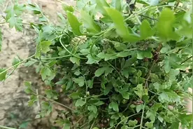 这种能治尿路感染、尿路结石的“海金沙”植物，大家认识吗？视频封面