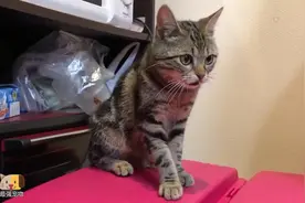 猫咪是否吃玉米？这家主人做了一个试验，一起来了解一下