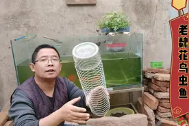 老魏制作养鱼神器，不但可以收集缸内残渣，还是小鱼小虾的庇护所视频封面