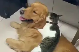 大金毛被猫咪压在身上咬，咬疼了也不生气，真是善良！