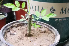 怎么让月季主杆快速增粗？这个方法是捷径，还能让根系增强视频封面