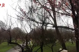 东湖梅园开花已超两成，撞个好天气就去看吧视频封面