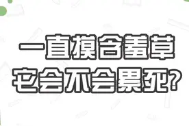 不停地摸含羞草，它会不会被累死？