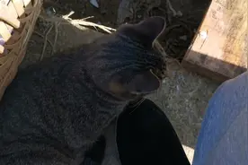 狸花猫害怕黄猫，躲在主人脚边怎么拽都不肯出去，主人快笑死了