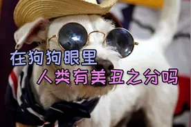 在狗狗眼里，人类有美丑之分吗？