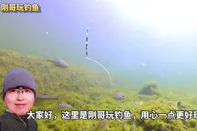 小鱼眼中的鱼饵是什么样的呢？ 水下视角揭示手竿浮钓法水中情况视频封面