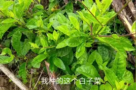 农村这种白孑菜，对三高有好处，可凉拌泡茶，做给家人吃吧