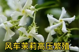 用一块卫生纸就能繁殖一颗风车茉莉？而且成活率将近百分百视频封面