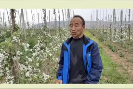 苹果花后第一次打药什么时间合适