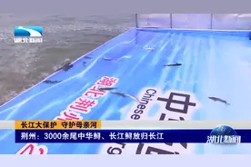 长江大保护 守护母亲河！3000余尾中华鲟、长江鲟放归长江