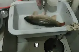 朋友送来一条黄河大鲤鱼，今天做个清蒸鲤鱼，口感非常不错！