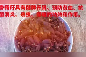 香椿籽香椿玲香玲籽的作用和功效#香玲籽#香椿籽#香椿玲视频封面