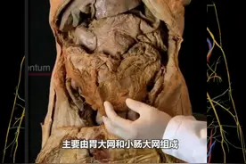 #硬核健康科普dou来说 #腹部器官分布