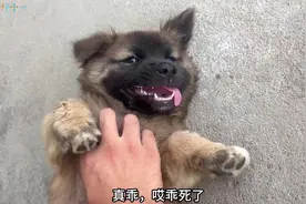 社牛小狗帮主人看家，用吃的都诱惑不走，太忠心了！视频封面