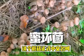 东北名菜小鸡炖蘑菇用的著名野生蘑菇：蜜环菌#采蘑菇 #萌知计划视频封面