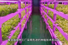 #无土栽培 新型的种植模式--集装箱植物工厂，#水培蔬菜设备视频封面