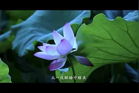 宝山十二时辰|卯时 #上海宝山 #罗泾 #十二时辰 #生活 #热门视频封面