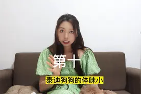 贵宾泰迪狗狗的10个优缺点，想清楚 再决定要不要养 #贵宾狗