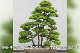 罗汉松什么品种最好，盘点最珍贵且珍稀四种品种#罗汉松视频封面
