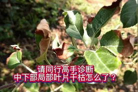 个别枝条叶片边缘焦枯真正的原因是什么？欢迎同行、粉丝共同诊断