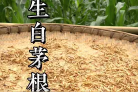 夏天想喝凉茶 但是又怕苦的 这个根就可以用哦#白茅根 #茅根碳