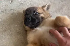 社牛小狗第一次尝榴莲，被臭得打喷嚏，说啥都不肯吃！#狗狗