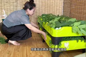 黄蒿捂，地锅炒，不加面粉，捂霉黄豆的教程来了