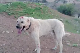 两条保护羊群的牧羊犬，在山上追狼，遭遇狼群的袭击#牧羊犬 #狼视频封面