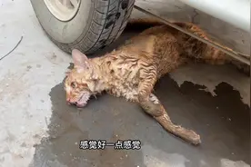 最恐怖的就是人类了，那么弱小可爱的动物怎么忍心投毒