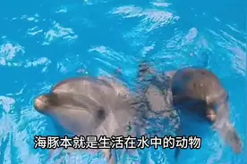 海豚为什么喜欢人类？平时可可爱爱，没想到骂人这么厉害？