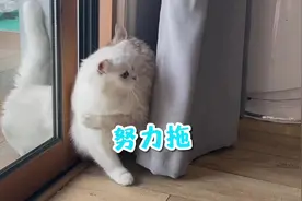 两只小猫咪的闺蜜情 #萌宠出道计划