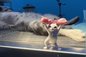 公猫绝育还能怀孕么？看看过程你就会明白些啥#一线兽医工作者