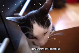 猫为什么喜欢啃咬咀嚼纸箱？可能是这两个原因造成的视频封面