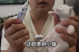 奶猫眼睛出现分泌物.糊眼睛.先清理干净.然后上眼药.#养猫必备