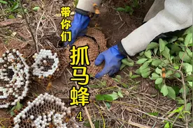 野外看见一窝虎头峰、见面就是搞。#马蜂 #金环虎头蜂 #抓马蜂