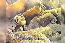 人类用长矛捕杀海象，多少有点残忍#野生动物 #保护动物视频封面