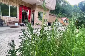 芋头苗被称为食物中的肠道清道夫，也是农村下饭不可少的一种咸菜视频封面