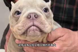 这只恶霸犬也太矮壮了吧！ #恶霸犬 #外表凶悍内心温柔的恶霸犬