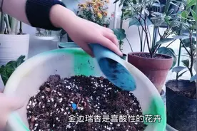 #养花小知识 #养花 #金边瑞香 配土换盆方法，叶片打蔫急救方法视频封面