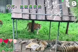 万万：这就是我的理想生活，姨姨们很羡慕吧？  #现场实拍视频封面