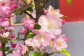 春日之花，千姿百态，恰如学子，各有精彩，愿春日的你肆意生长视频封面