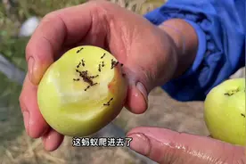 今天传授30条蚯蚓放30条黄鳝独门绝技。#我的乡村生活视频封面